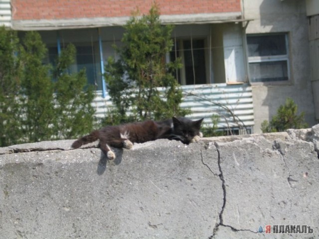 Котомет на вторник!