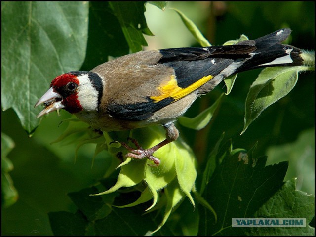 Где обедал, воробей? (и другие птички)