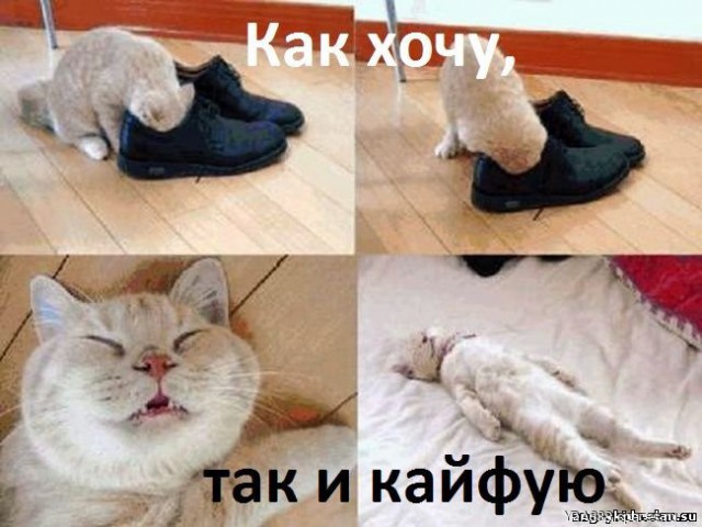 Котейку вштырило