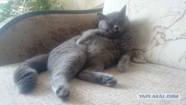 Ваши фотки котов на телефон