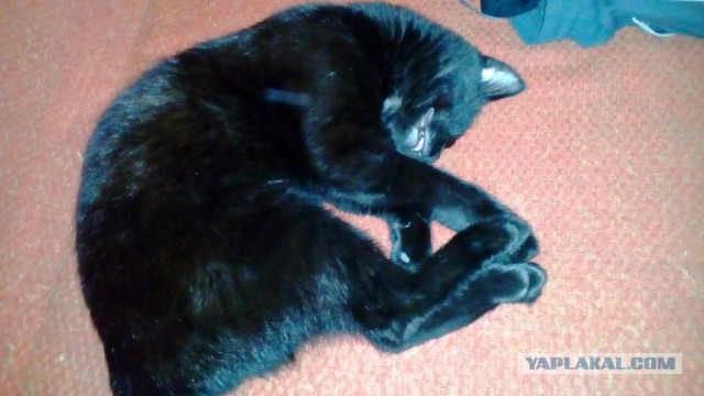 Ваши фотки котов на телефон
