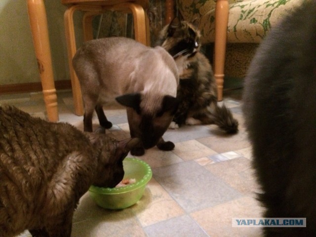 Котовторник 04.10.16