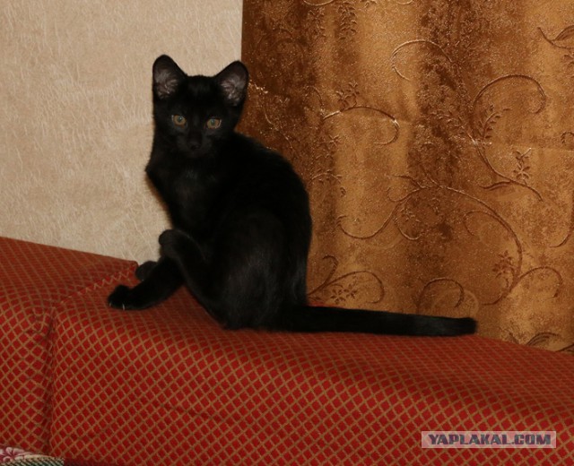 Котовторник 15.11.2016
