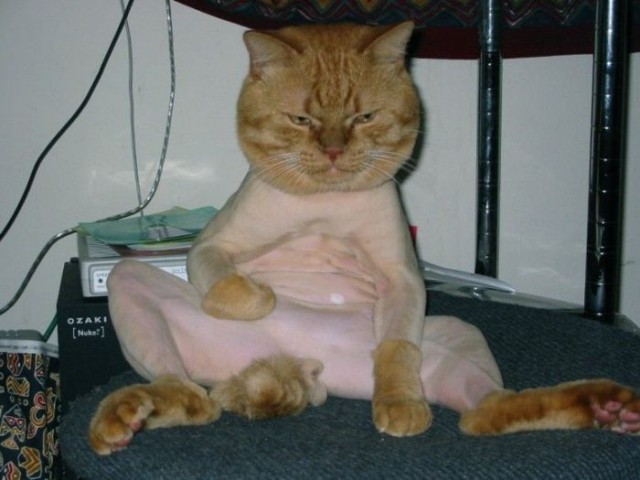 Коты из сети