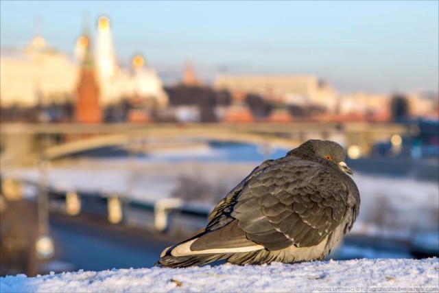 Минус тридцать в Москве!