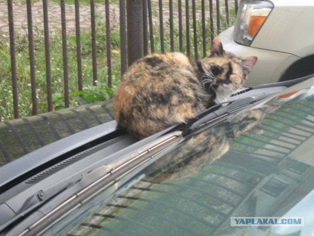 Парень будит кота петардой. Слобонервным не смотреть!