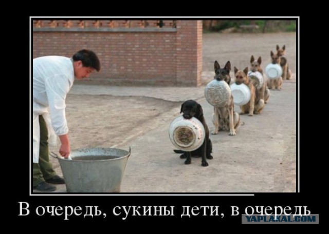 Баяны в чёрных рамках