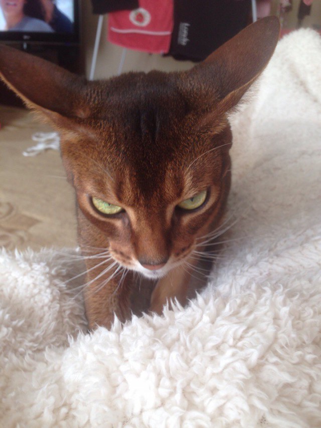 Коты и Кошки