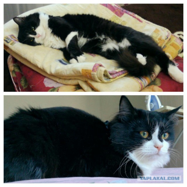 Котовторник 25.04.2017