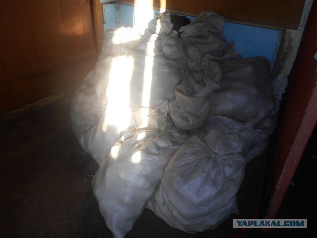 Жизнь домашнего приюта для котеек 185
