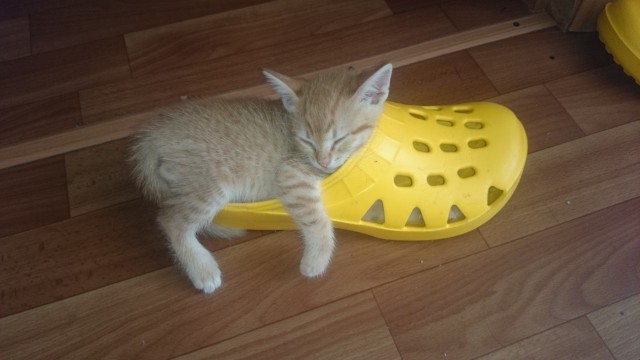 Коты и Кошки