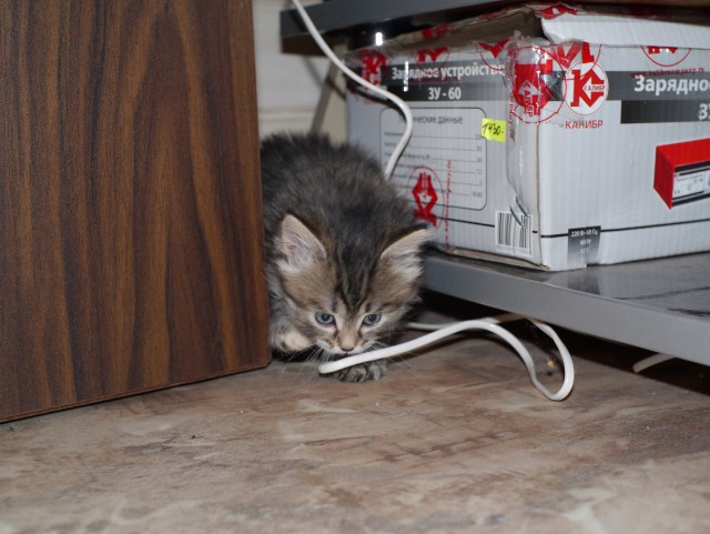 Котовторник