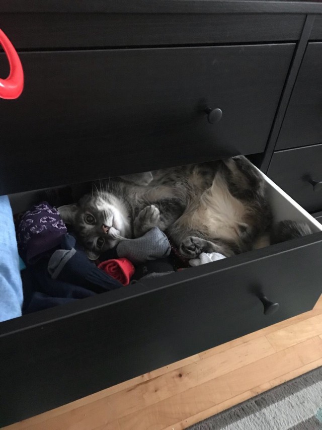 Коты и Кошки
