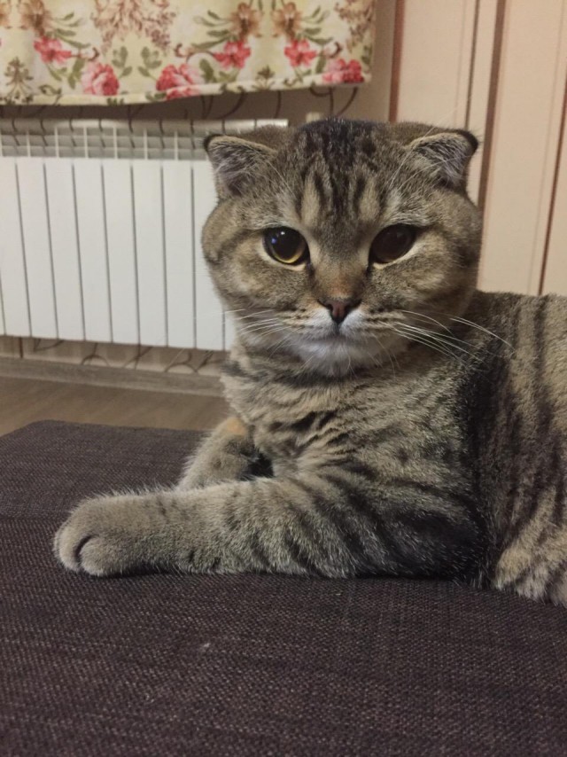 Коты и Кошки