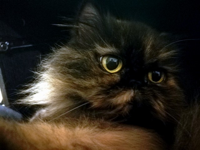 Котовторник 9.01.2018