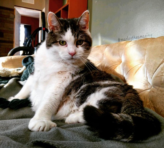 Котовторник 13.03.2018