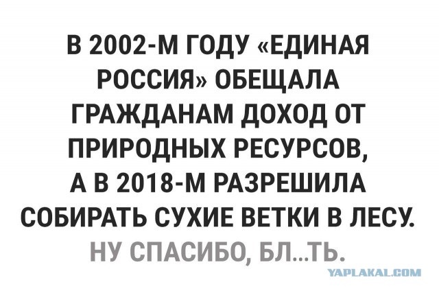 Гражданам разрешили бесплатно собирать валежник