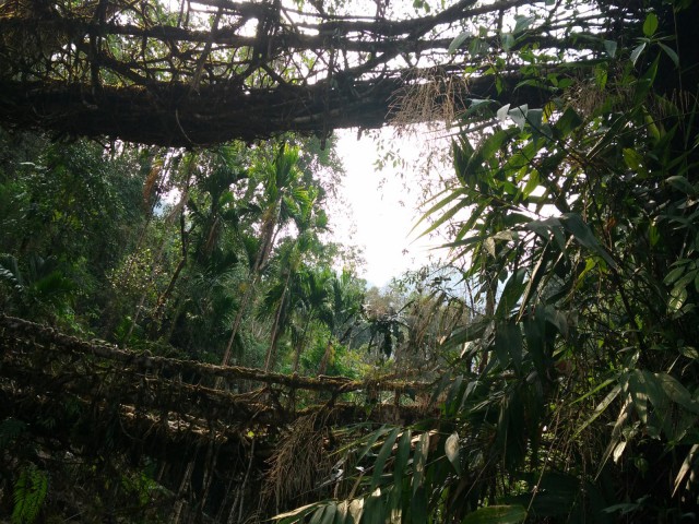 К живым мостам и обратно. Заметки из Индии