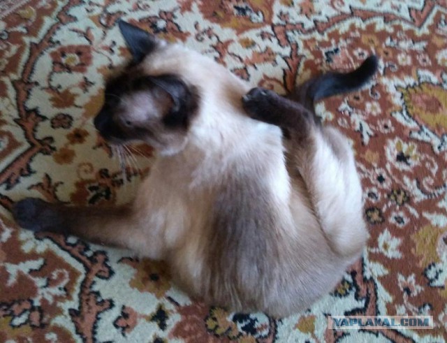 Котовторник 22.05.2018