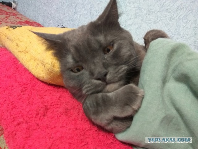 Котовторник 05.06.2018