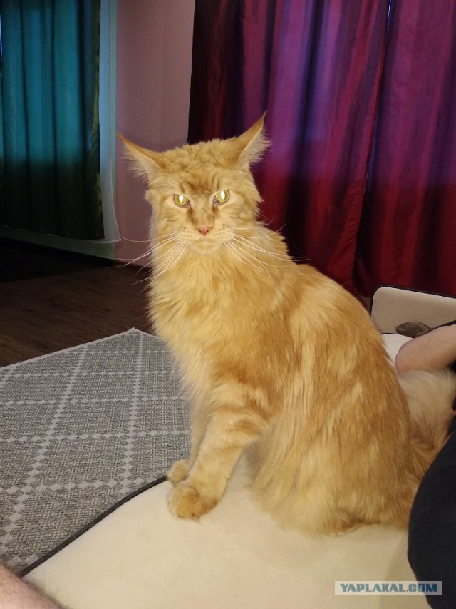 Котовторник 26.06.2018