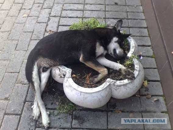 Собакэ устал