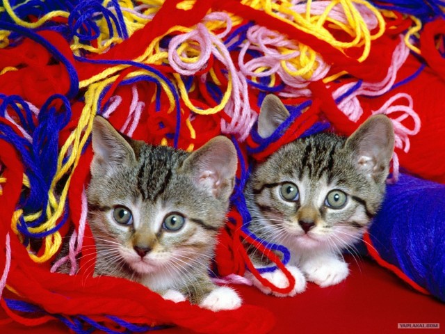 Пятница. Коты vs собаки.