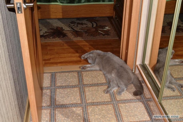 Котовторник с Максом