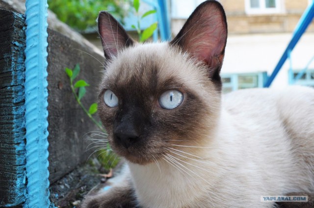 Состоятельный котовторник