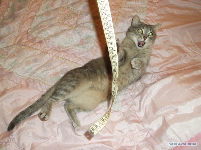 Котовторник (10.01.2012)