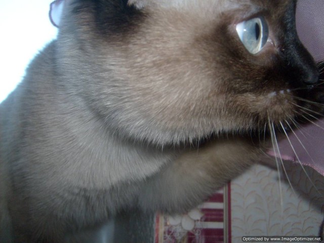 Котовторник (24. 01. 2012 )