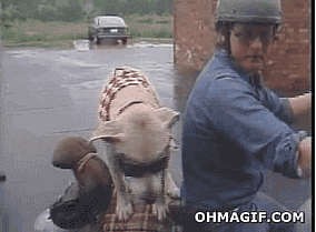 Шеф - гони!
