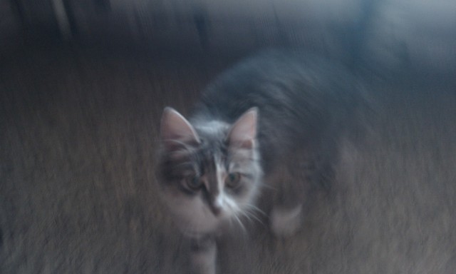 Котовторник 22.05.2012
