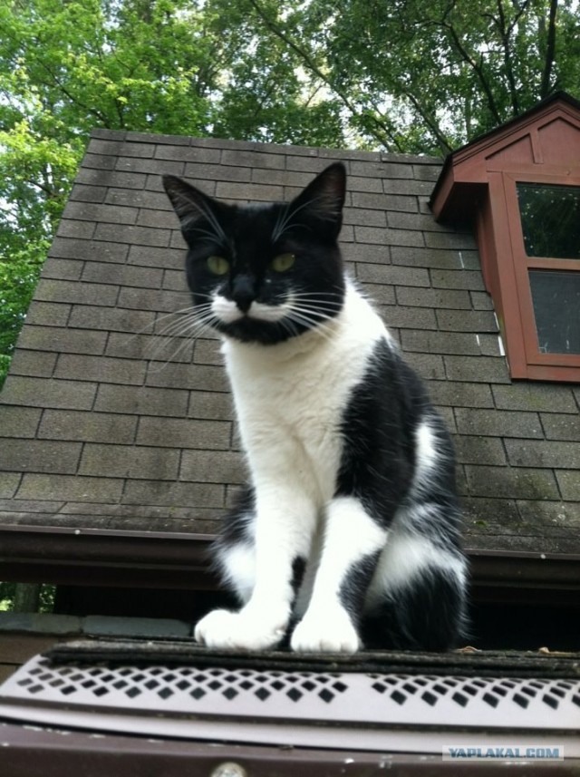 Котовторник  4.09.12