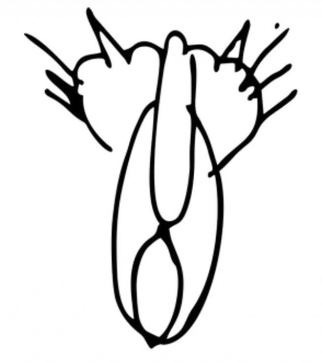 Рисованные киски