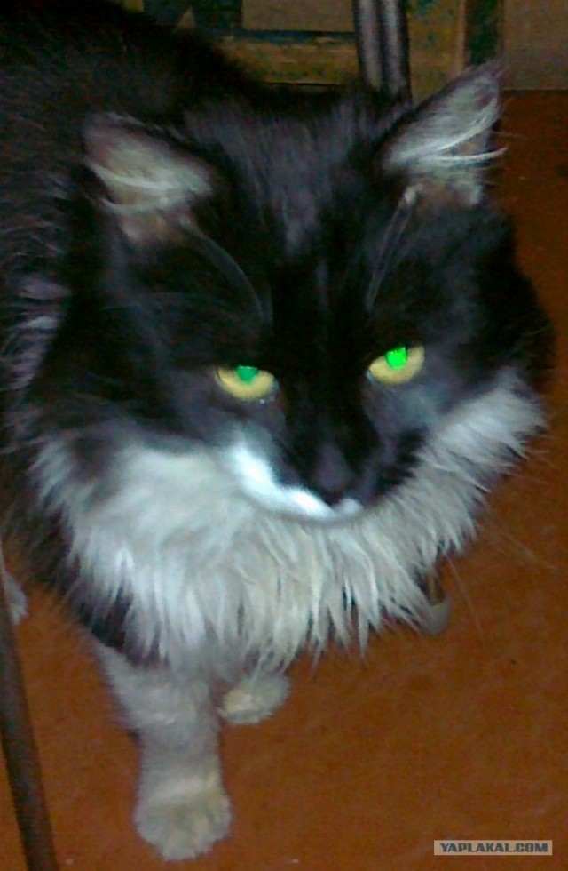 Надоело всё, теперь я сова!