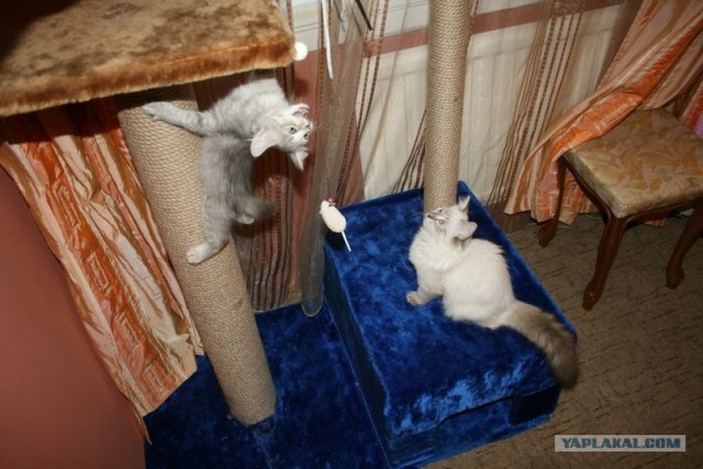 Новогодний Котовторник 01.01.2013