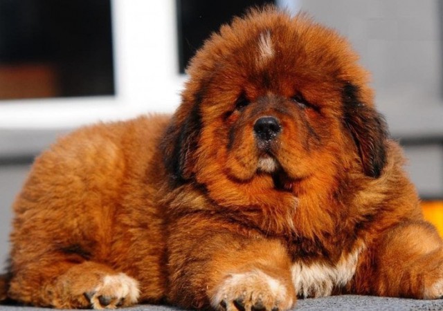 Фотографии тибетских мастифов, из которых понятно, почему это самая дорогая собака в мире