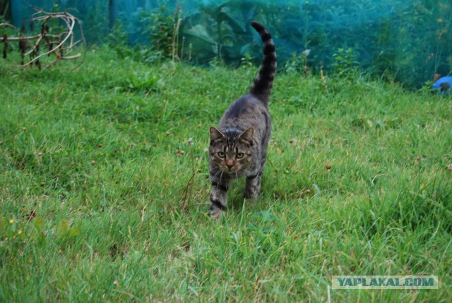 Дачники, заебали выбрасывать животных!