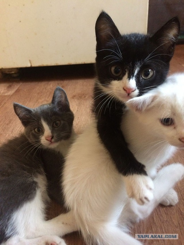 ЯП в кошках