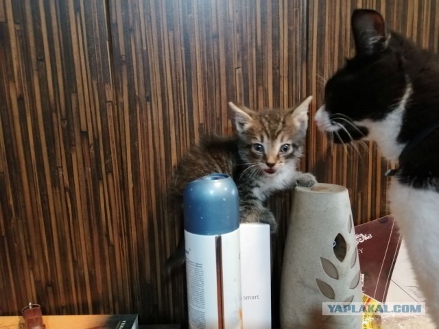 Мои пушистые (и не очень) подопечные 4