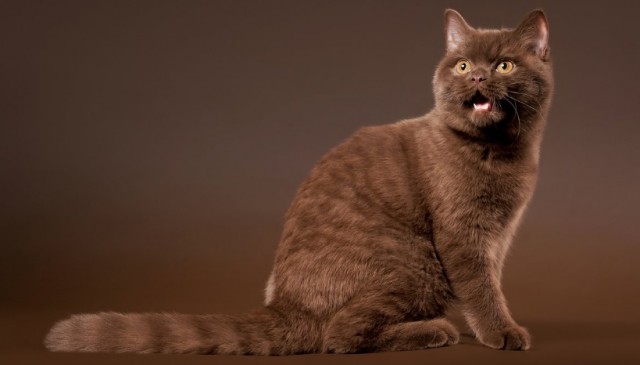 5 самых редких окрасов кошек