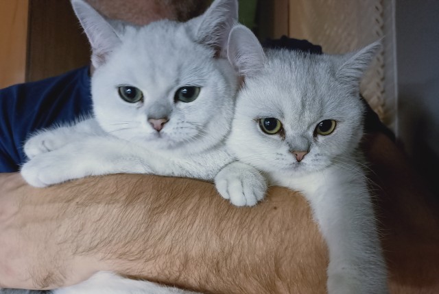 Котовторник 13.10.2020