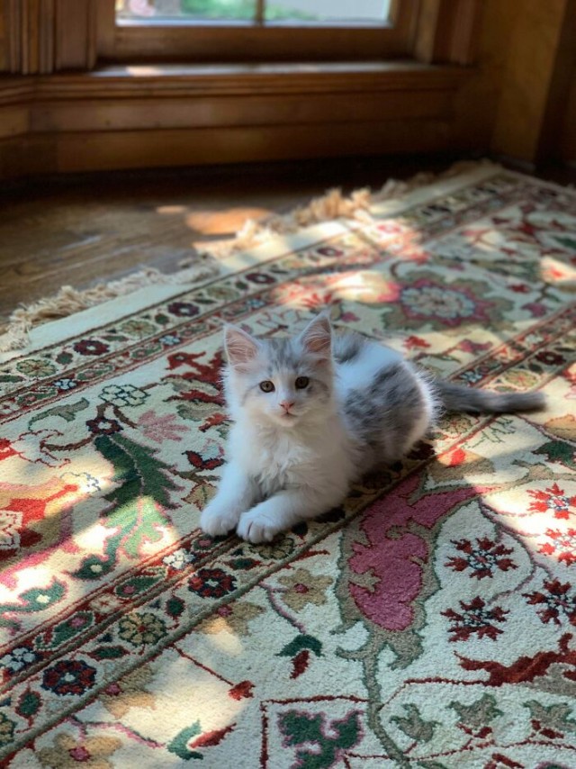 К - Котогеничность