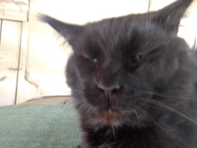 Счастливая семейная пара,кот Джокер и его жена Тиффани