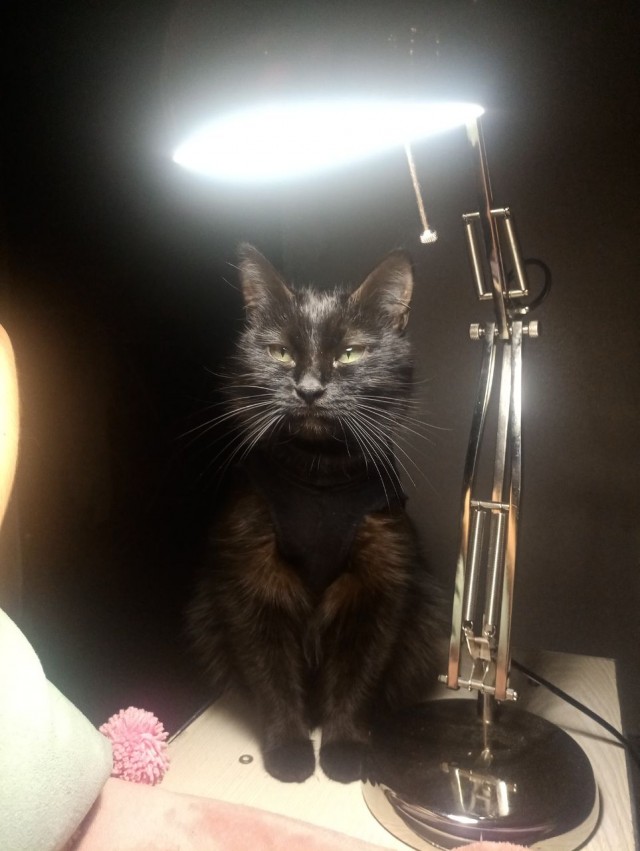 Котовторник. Добавляйте своих