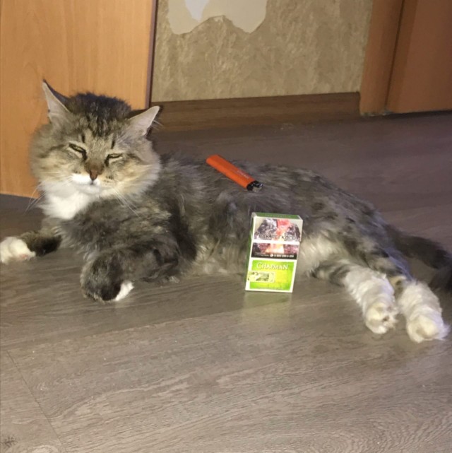Подборка всякой живности