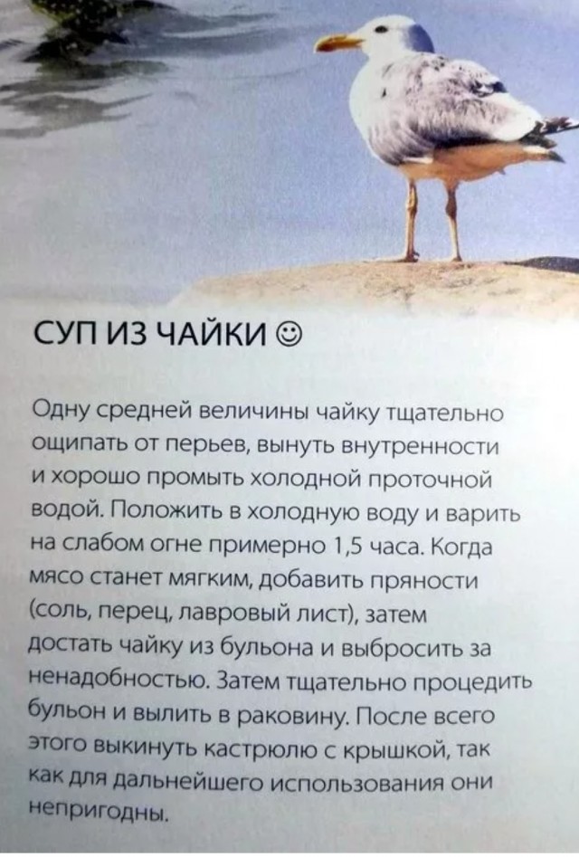 Наглая чайка не на того нарвалась