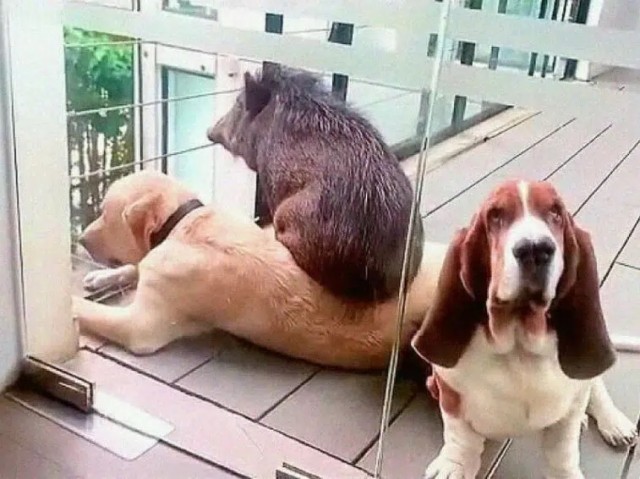 17 фото осиротевшего кабаненка, который стал любимым питомцем и другом четырех собак