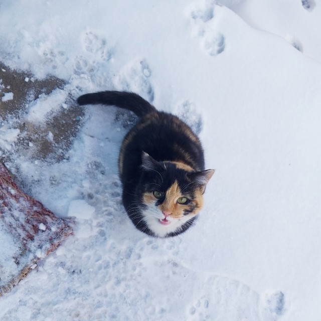 Мой самый первый КОТовторник!